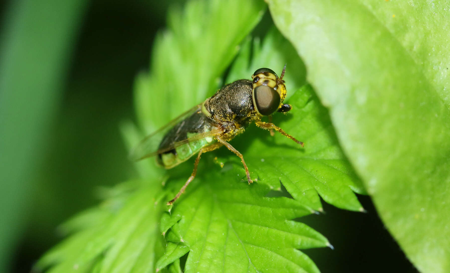 Image of Odontomyia angulata (Panzer 1798)