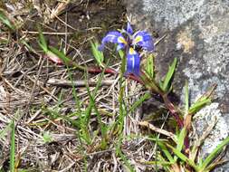 Image of Herbertia pulchella Sweet