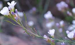 Image de Heliophila cedarbergensis Marais