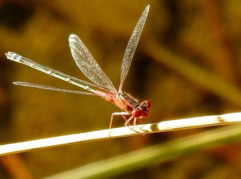 Image of Xanthagrion Selys 1876