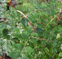 صورة Lonicera pileata var. yunnanensis (Franch.) Bernd Schulz