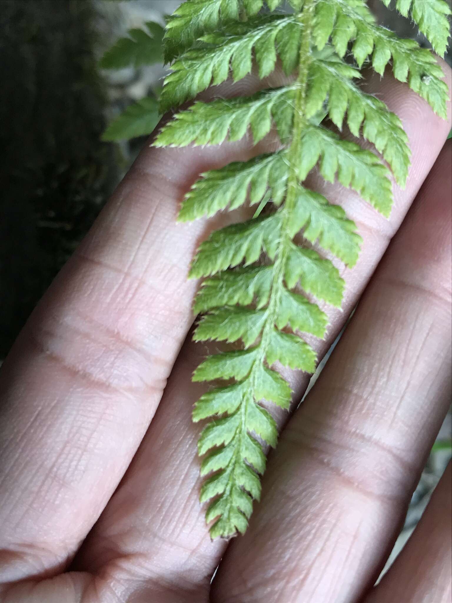 Polystichum sinense (H. Christ) H. Christ resmi