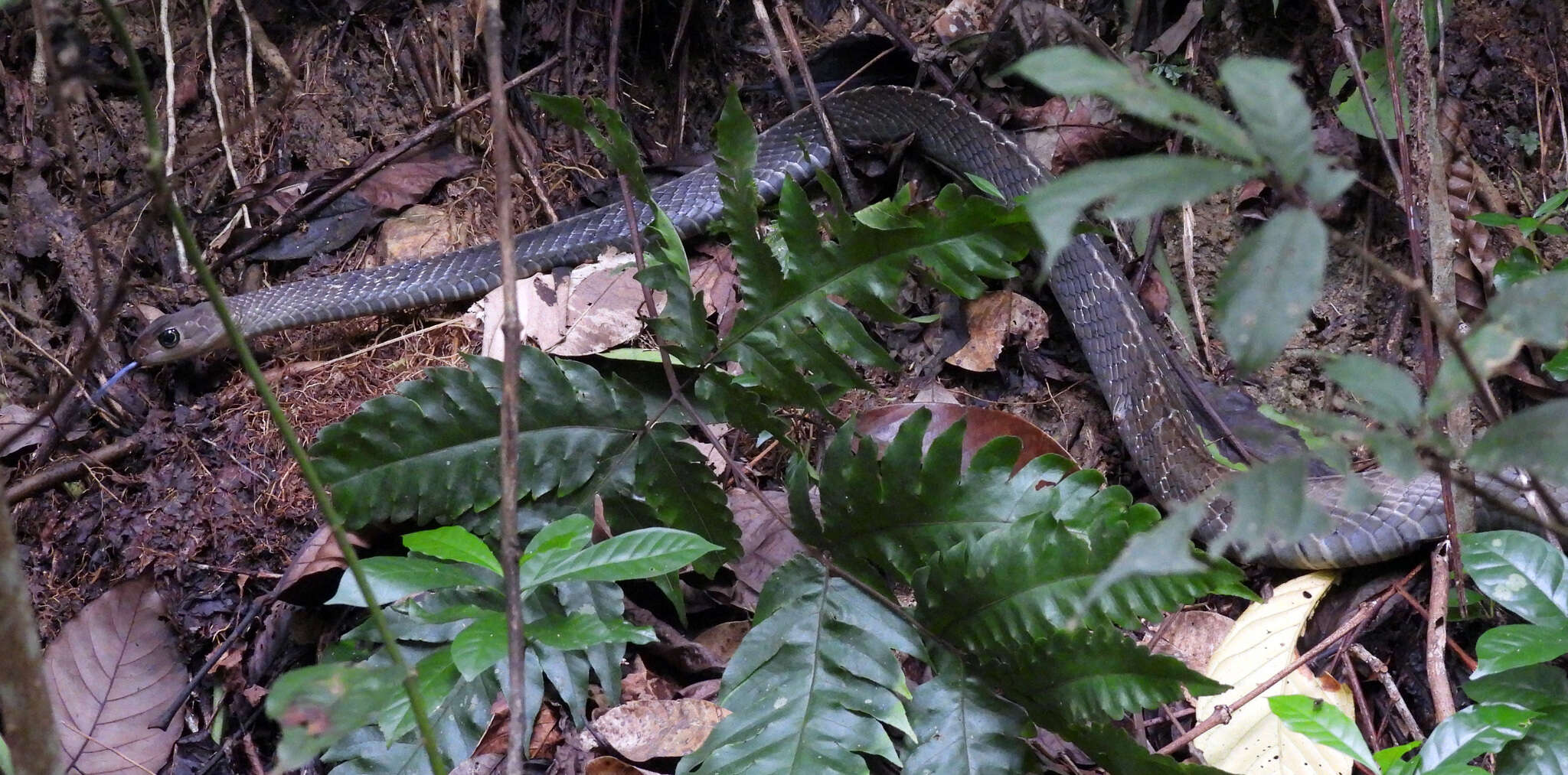 Image of Keeled Rat Snake