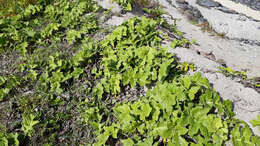 Image of Sonchus grandifolius T. Kirk