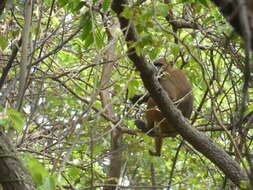 Image of Guinea Baboon