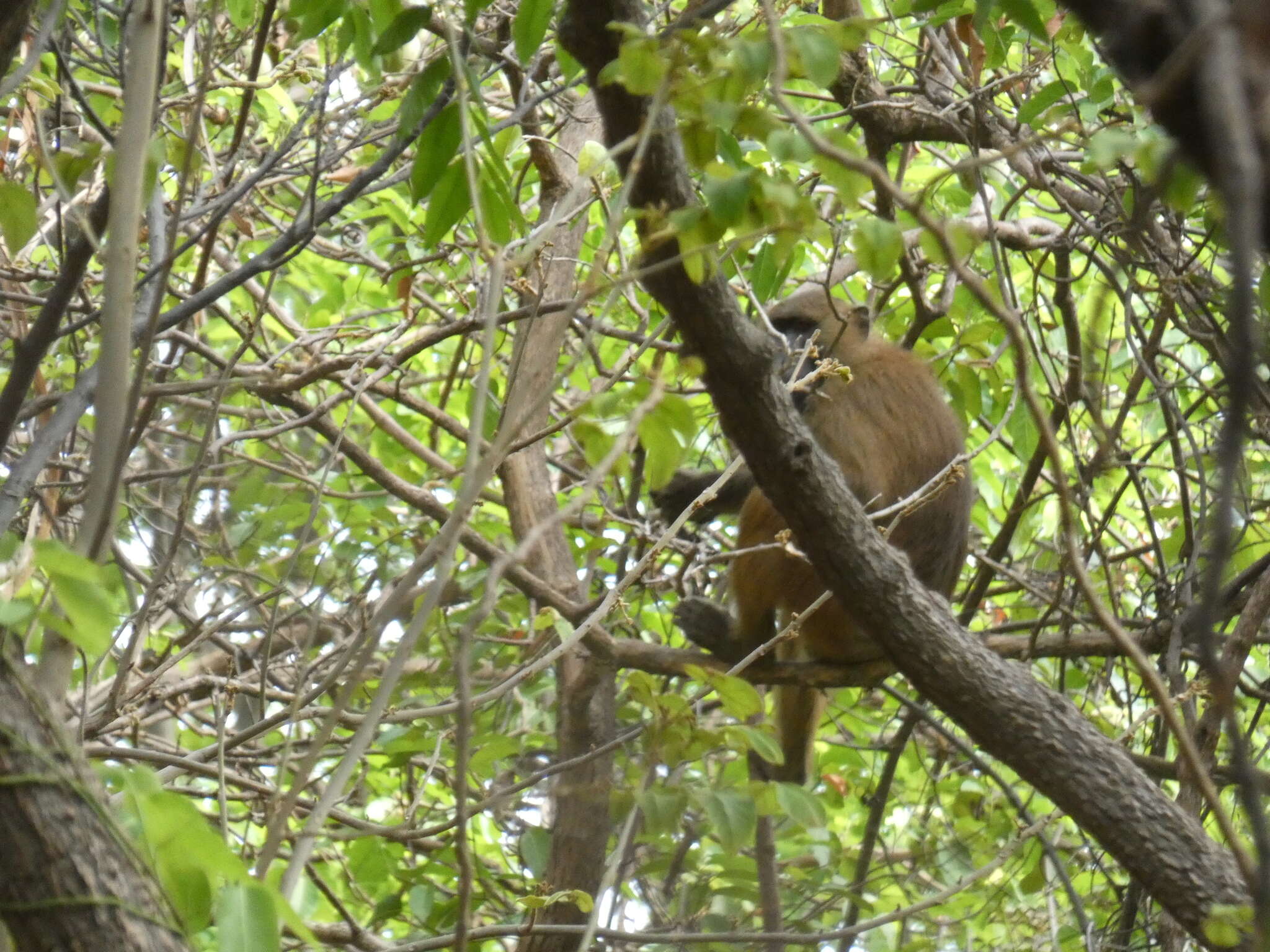 Image of Guinea Baboon