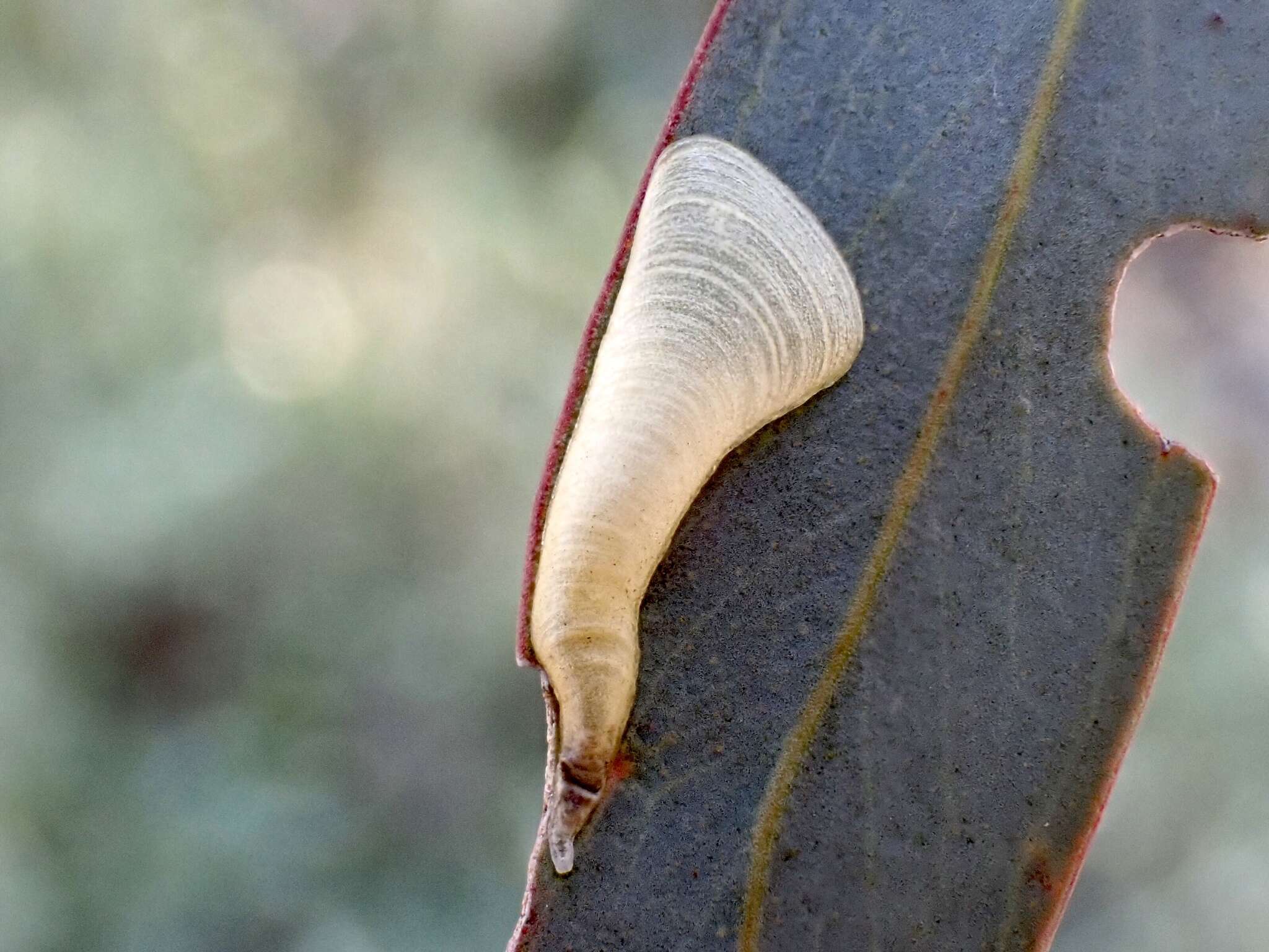 Imagem de Creiis corniculatus (Froggatt 1900)