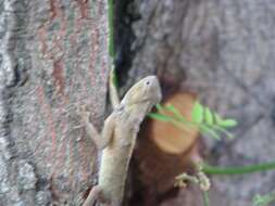 Image of Changeable lizard