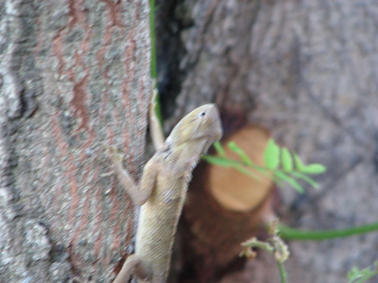 Image of Changeable lizard