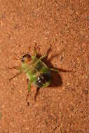 Image of Granny Smith Beetle