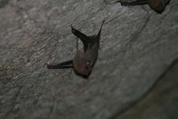 Image of Sac-winged bats