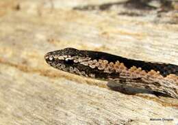 Image of (South-) Eastern Bark Snake