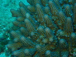 Image of Staghorn coral