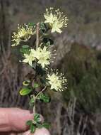 Image of Phebalium squamulosum subsp. ozothamnoides (F. Müll.) Paul G. Wilson