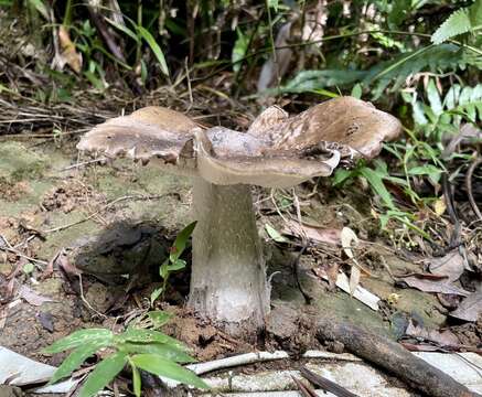 Imagem de Termitomyces eurrhizus (Berk.) R. Heim 1942