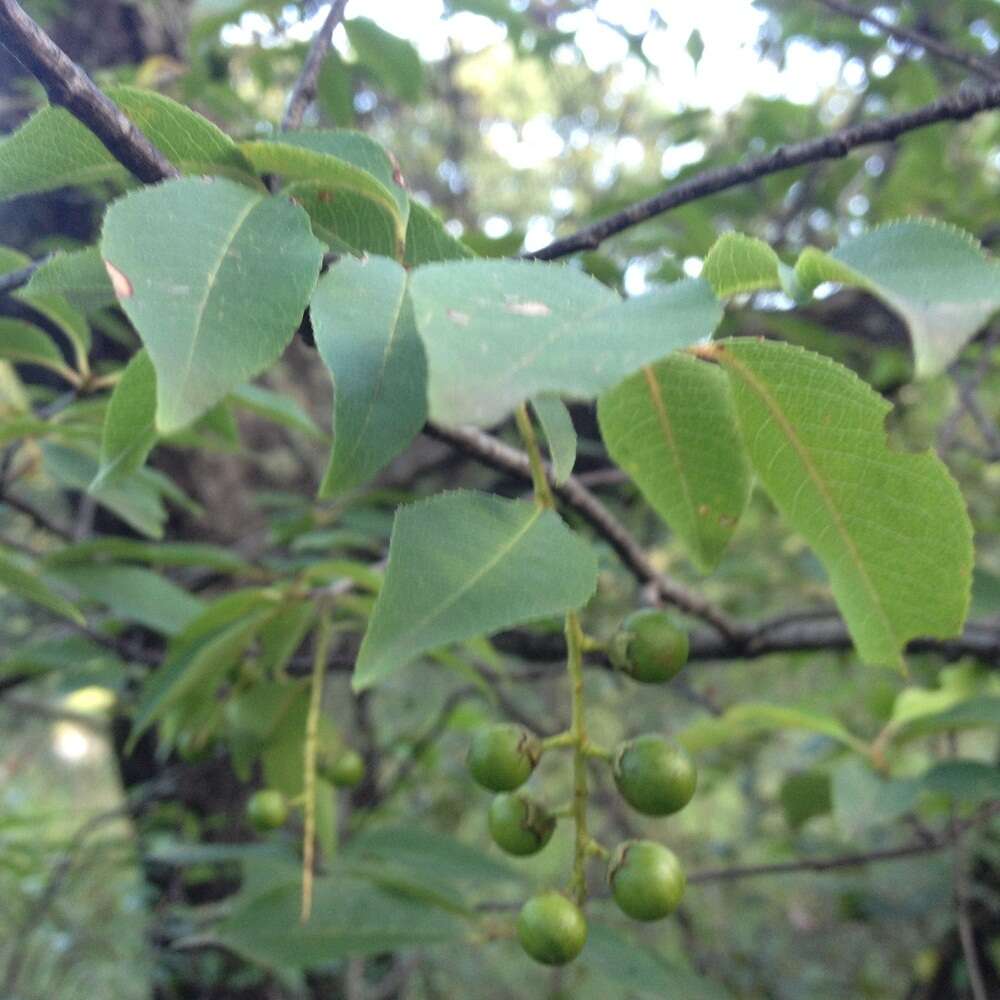 Image de Prunus serotina var. serotina