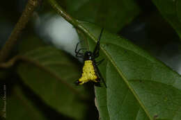 Image of Micrathena furva (Keyserling 1892)