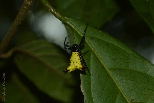 Image of Micrathena furva (Keyserling 1892)