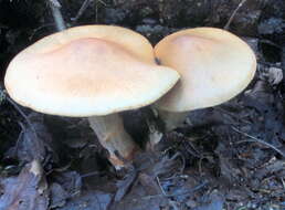 Image of Cortinarius armillatus (Fr.) Fr. 1838