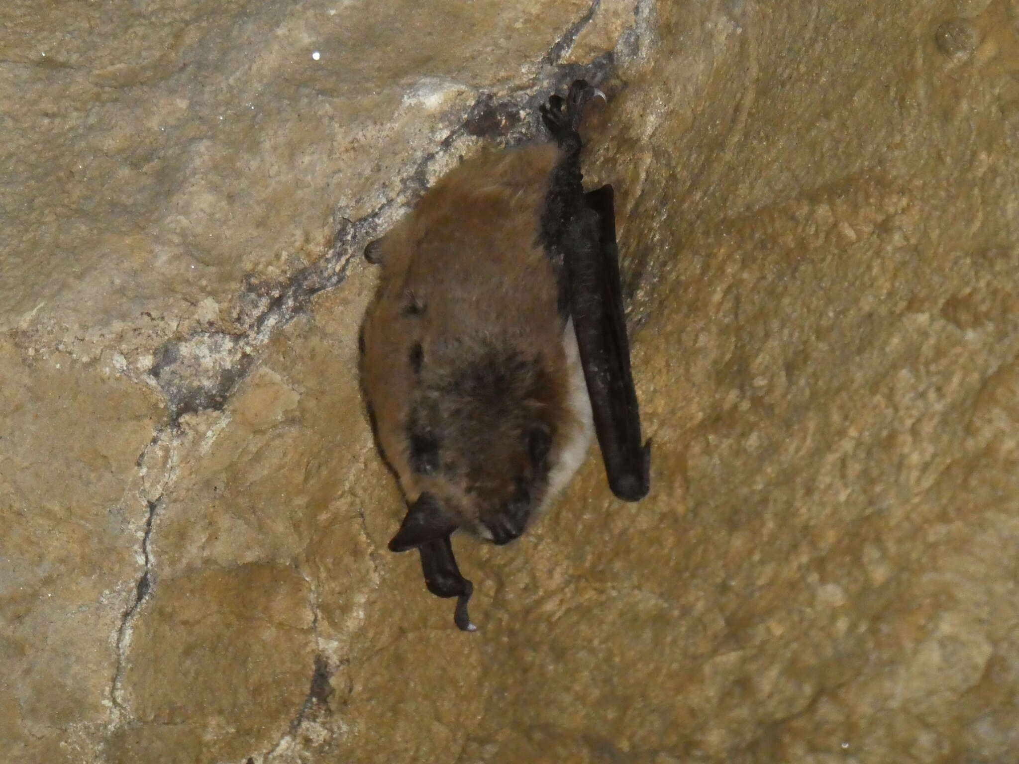 Image of Pond Bat