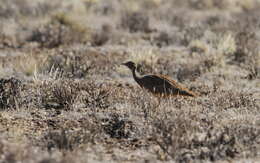 Image of Karoo Bustard