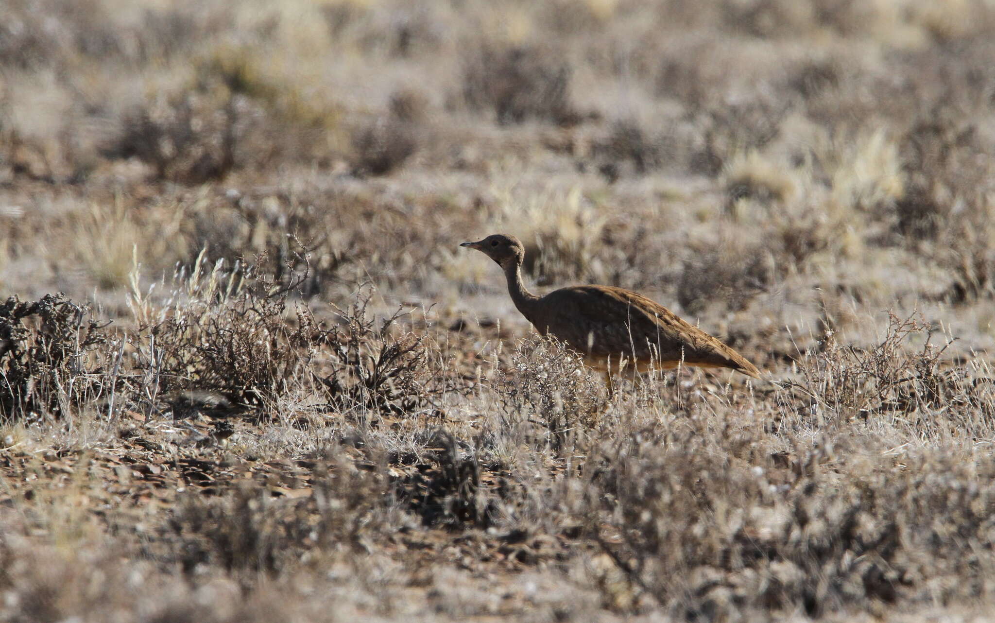 Image of Karoo Bustard