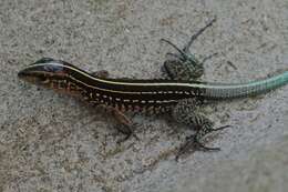 Image of Four-lined Ameiva