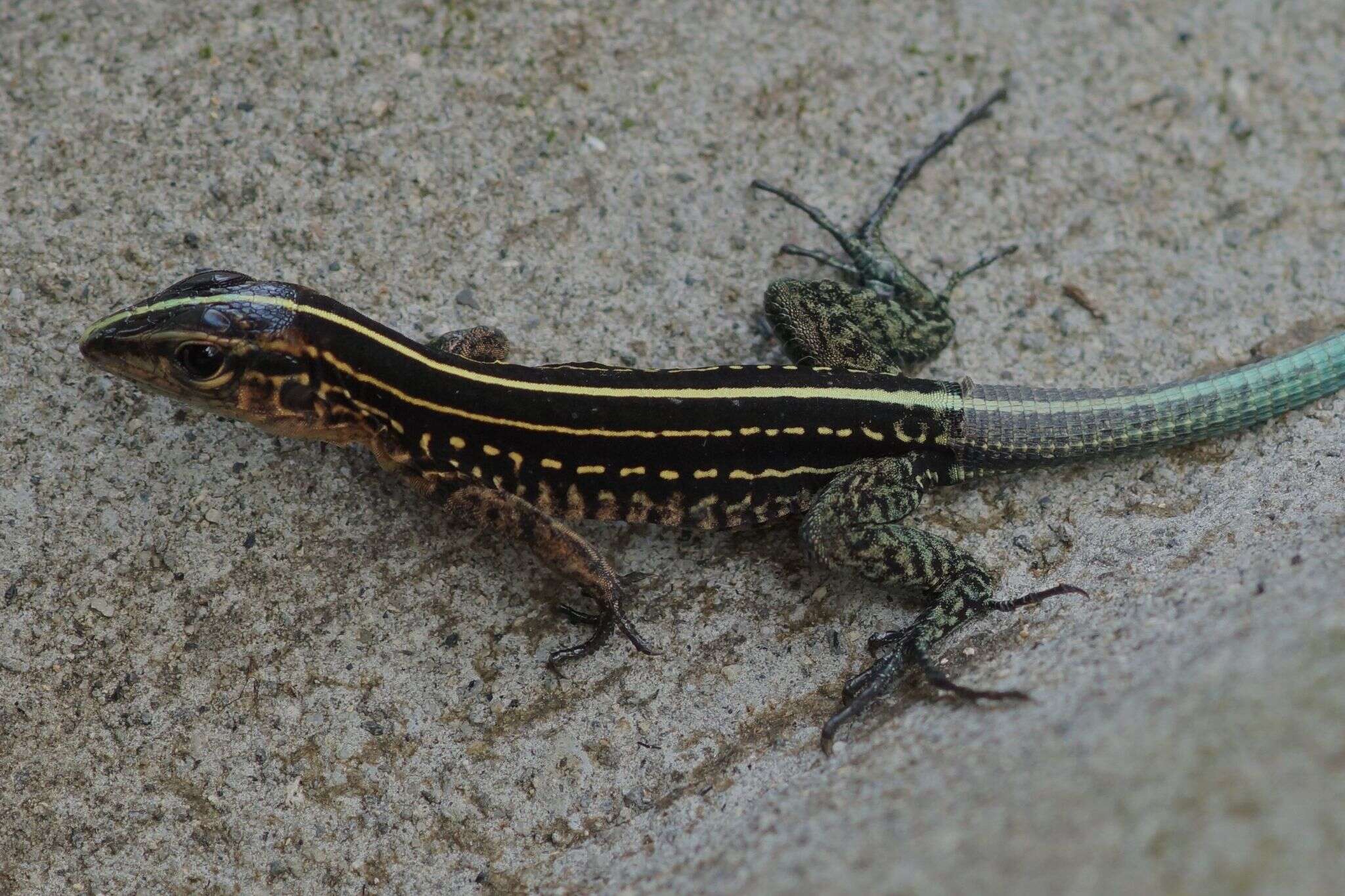 Image of Four-lined Ameiva