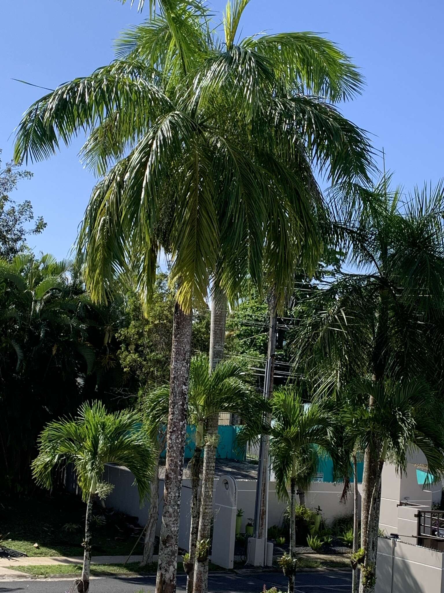 Image of Puerto Rico royal palm