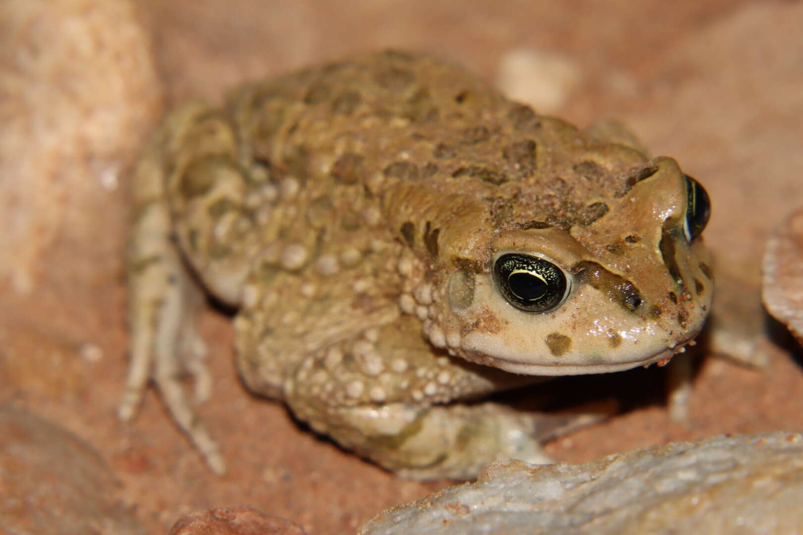 Image of Karoo Toad