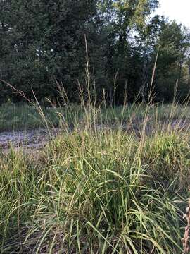 Imagem de Molinia caerulea (L.) Moench