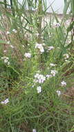 Image of Cakile maritima subsp. euxina (Pobed.) Nyár.