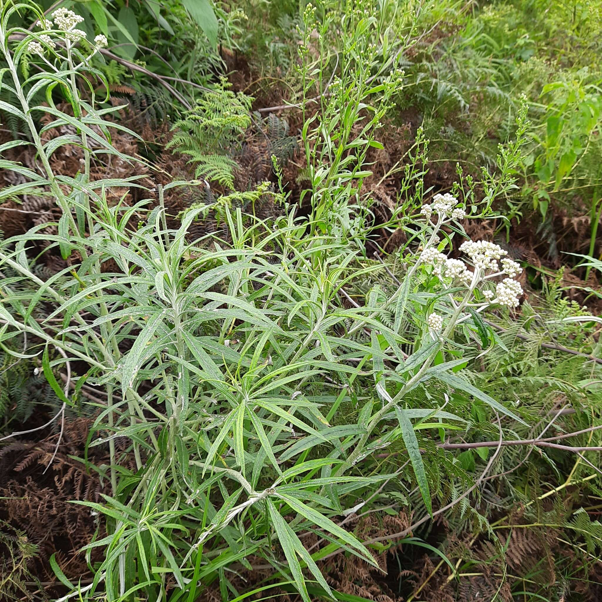 Imagem de Anaphalis longifolia (BI.) DC.