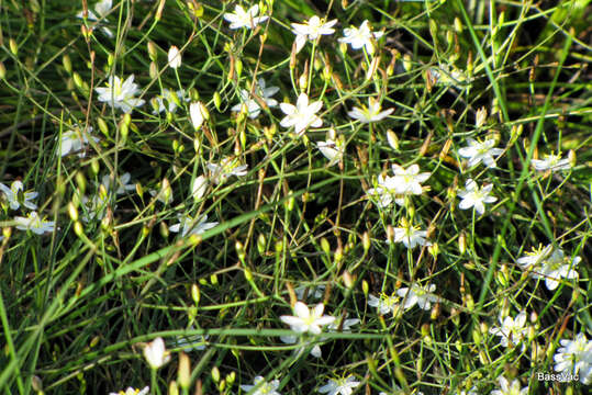 Image of Thelionema umbellatum (R. Br.) R. J. F. Hend.