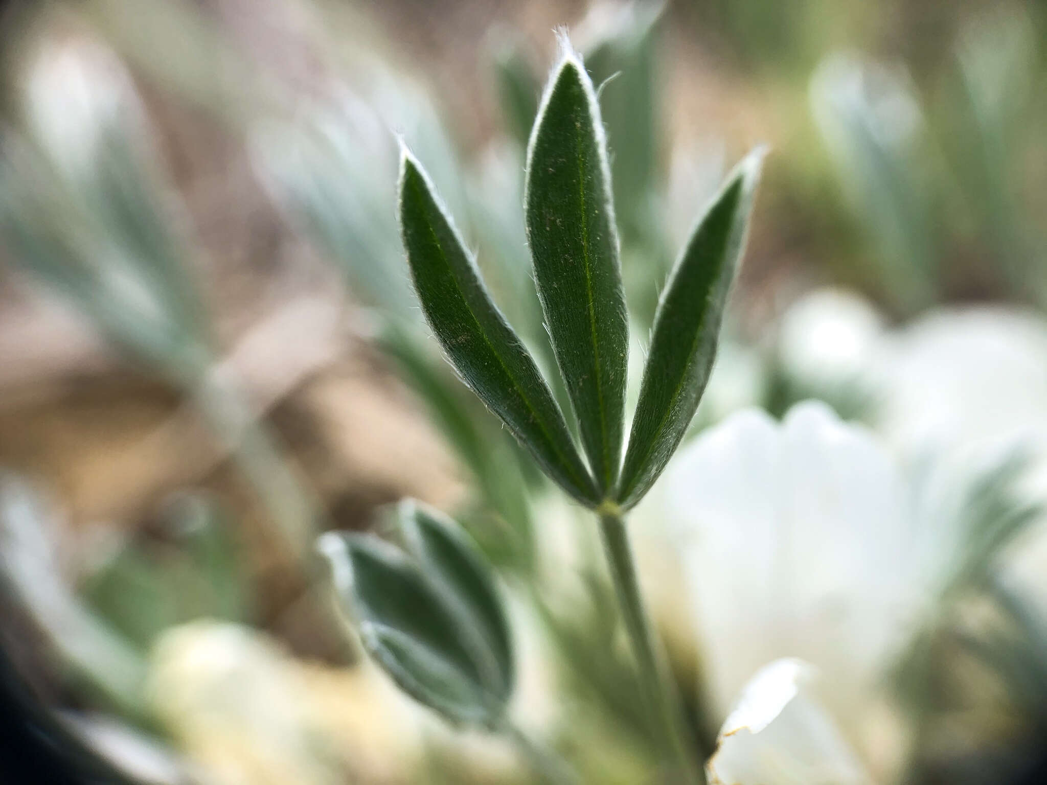 Image of plains milkvetch