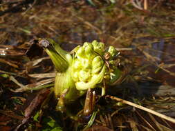 Imagem de Petasites spurius (Retz.) Rchb.