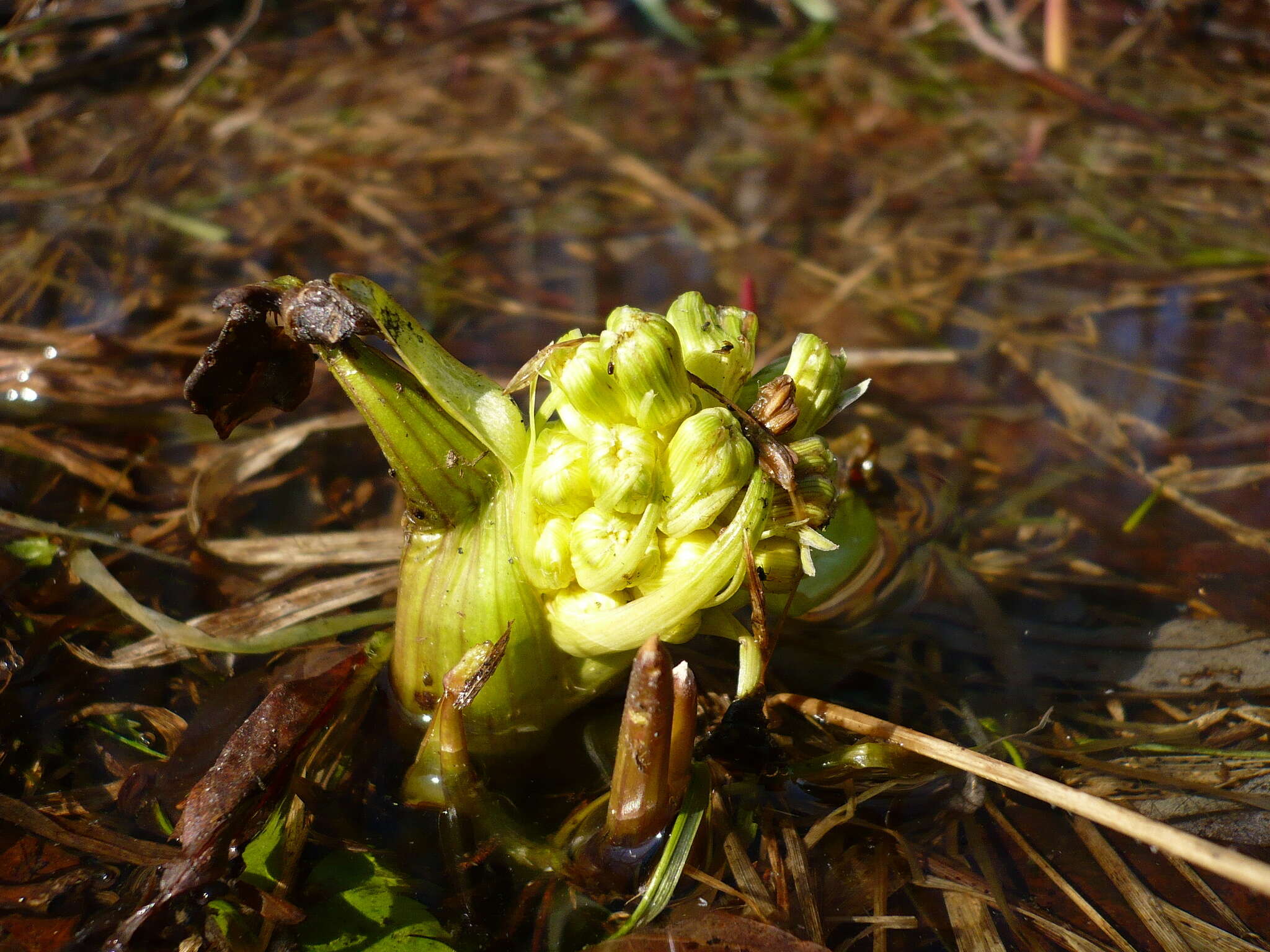 Petasites spurius (Retz.) Rchb.的圖片