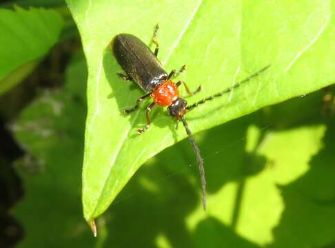 Image of Silis ruficollis