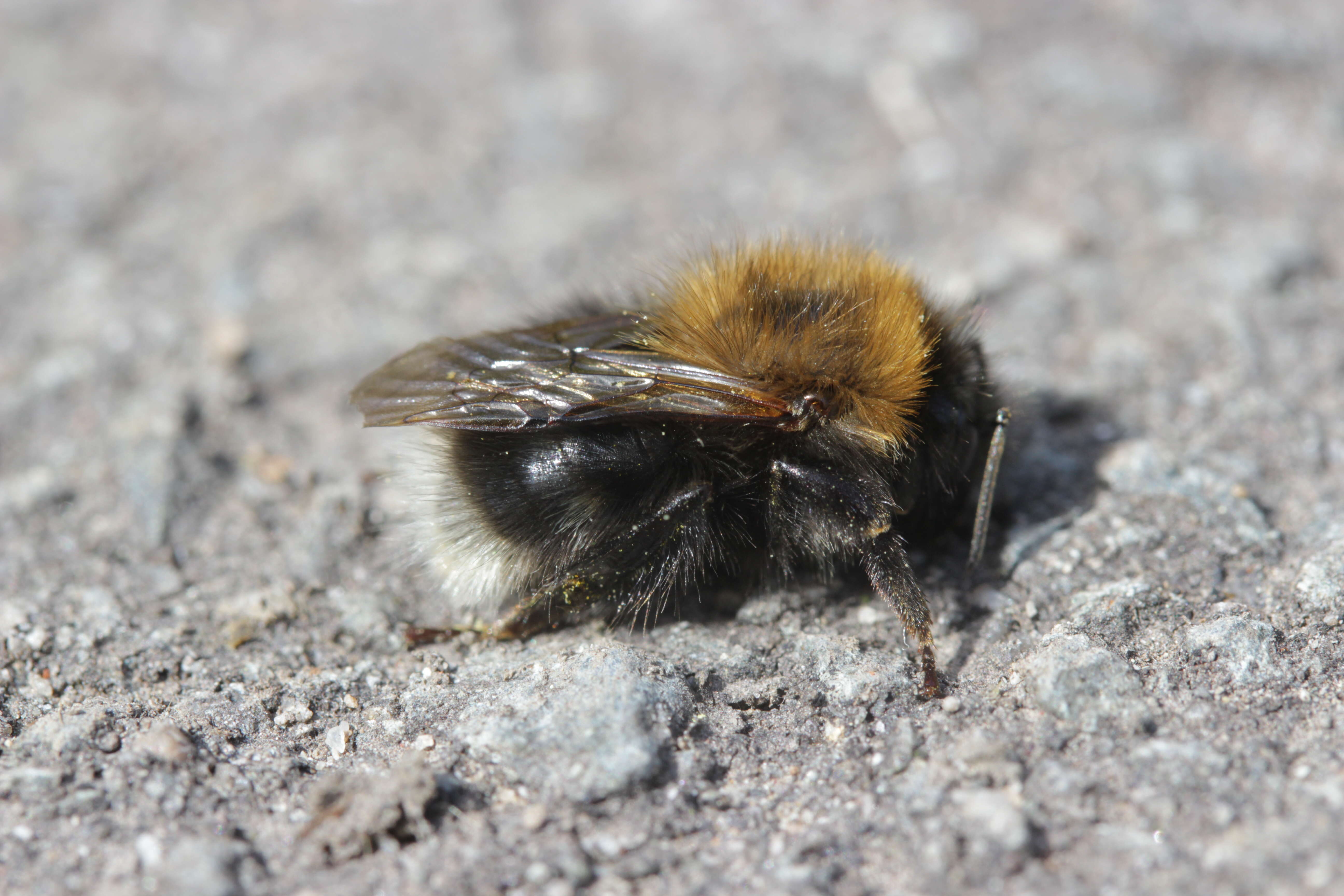 Image of Bombus hypnorum (Linnaeus 1758)