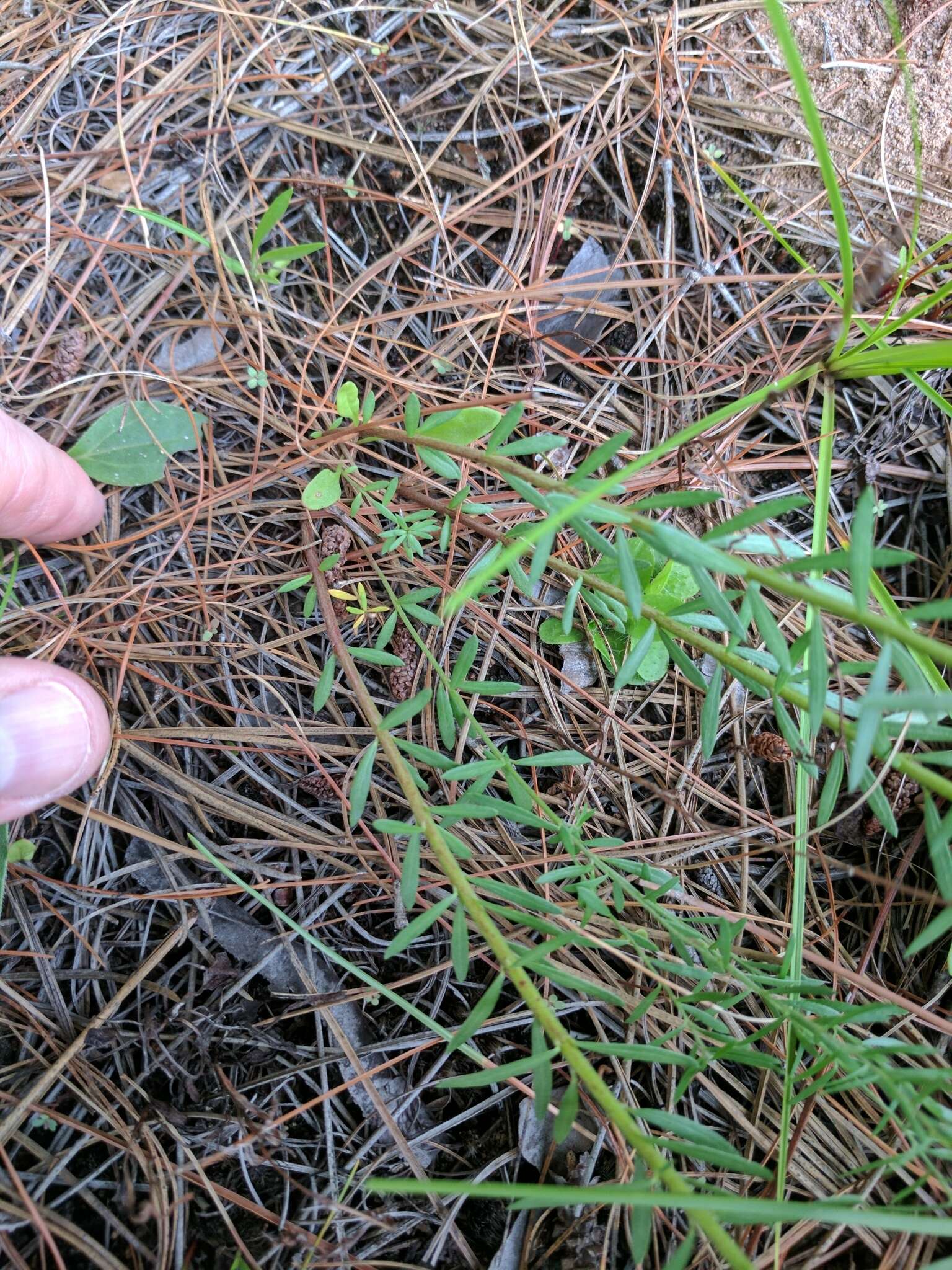 Image of prairie pinweed