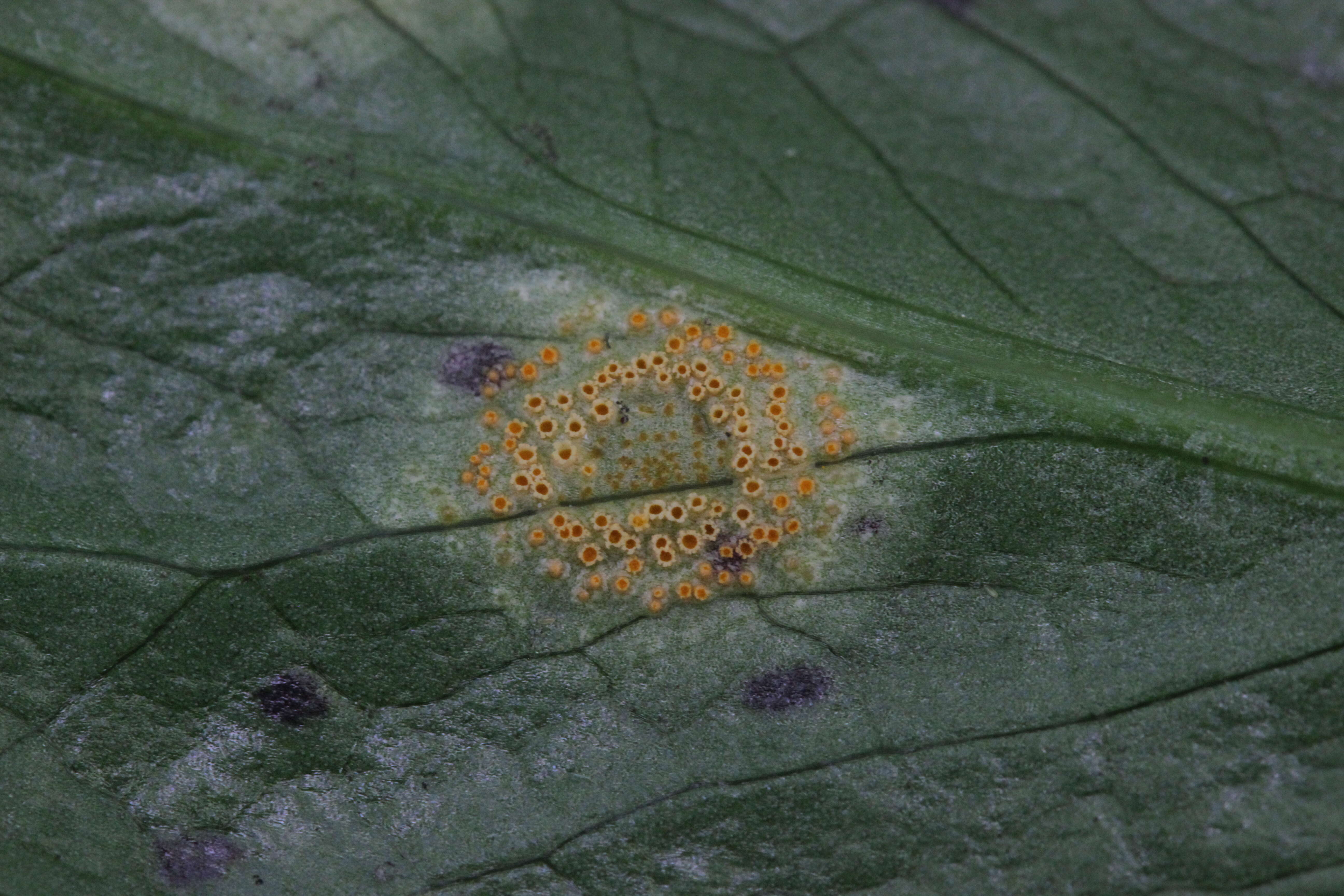 Imagem de Puccinia sessilis J. Schröt. 1870