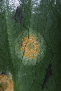 Image of <i>Puccinia sessilis</i> J. Schröt. 1870