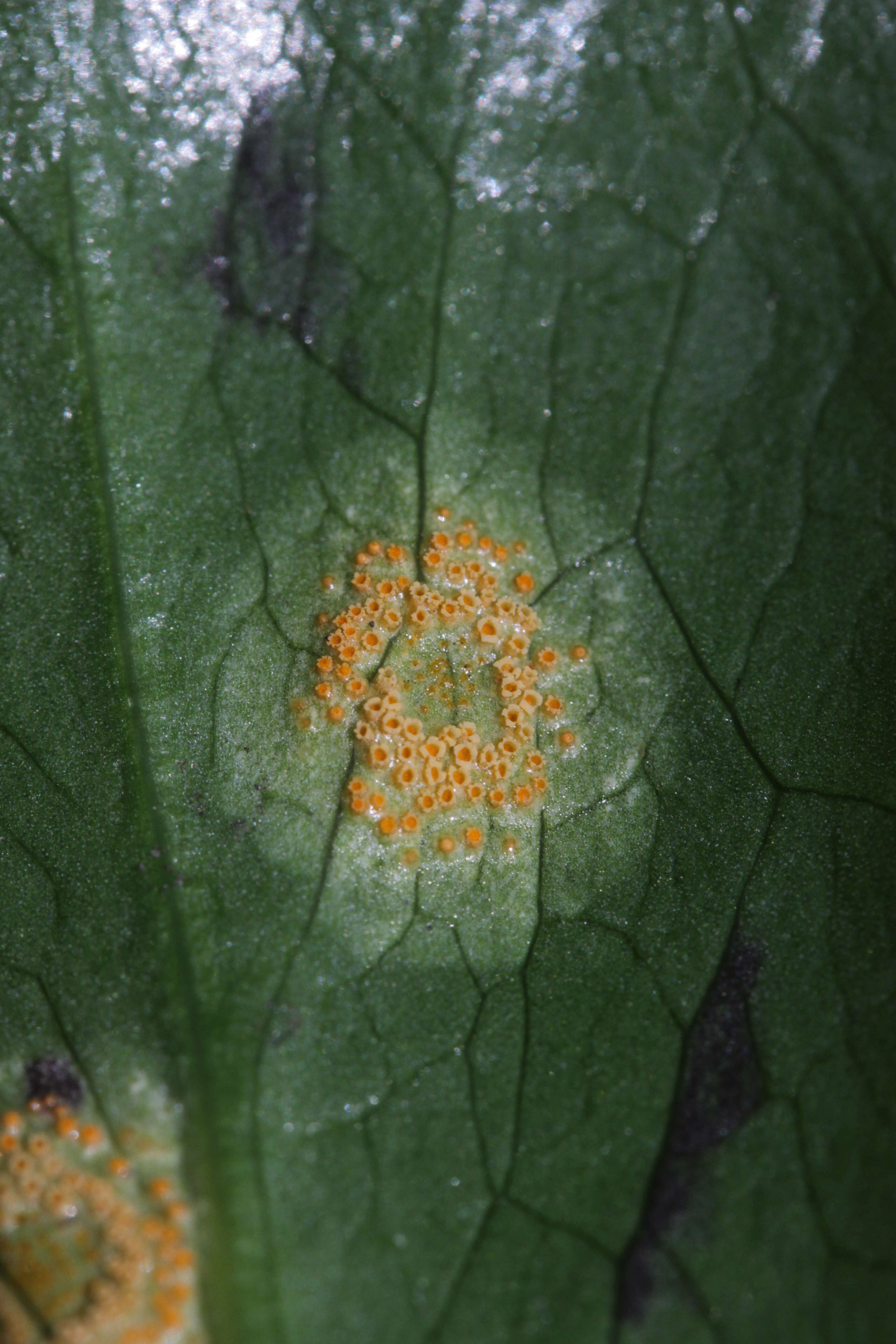 Imagem de Puccinia sessilis J. Schröt. 1870