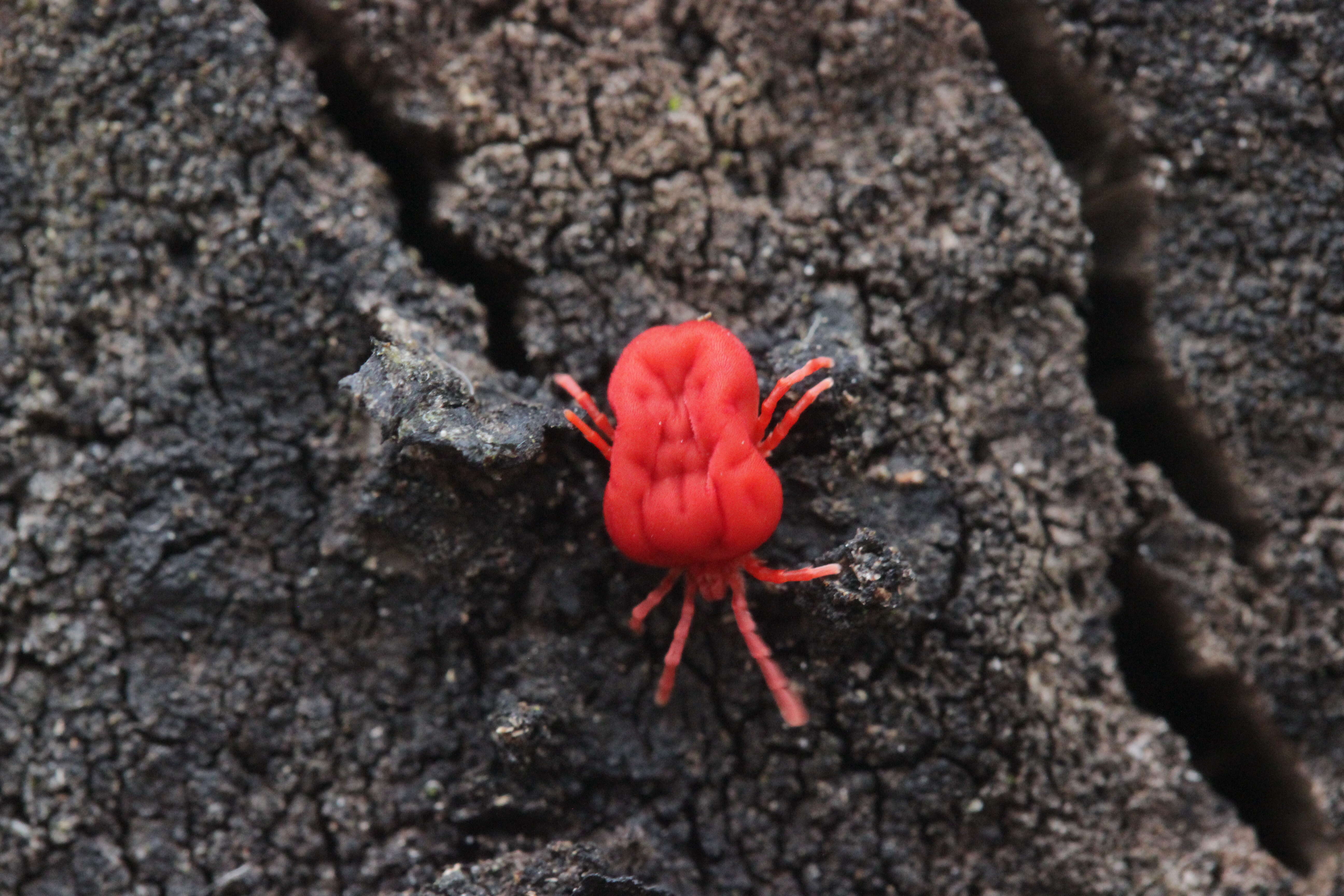 Image of Trombidium holosericeum