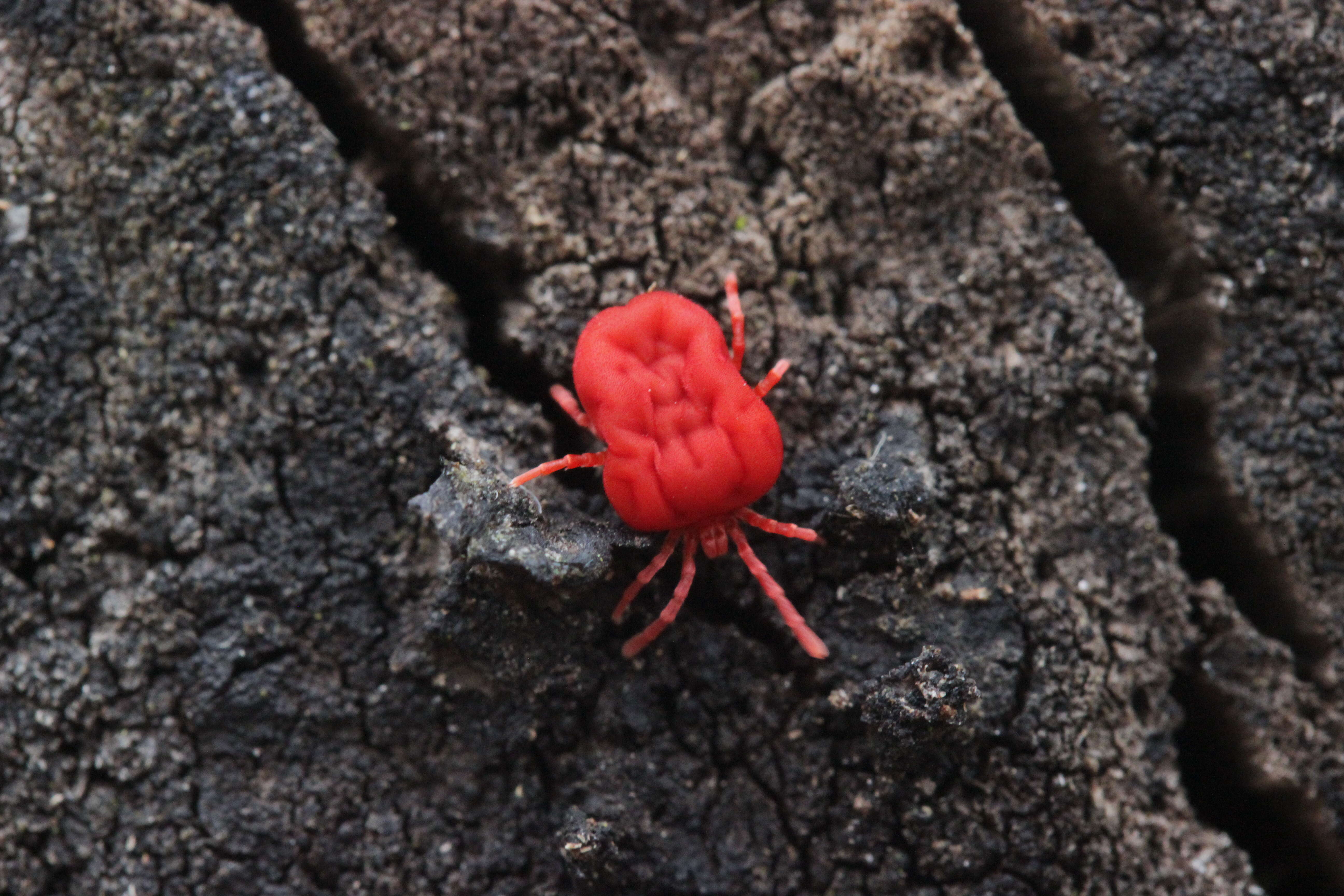 Trombidium holosericeum的圖片