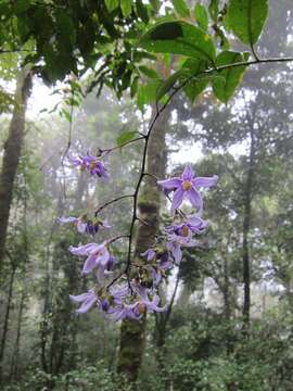 Image of Solanum madagascariense Dun.