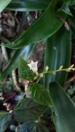 Image de Spigelia scabra Cham. & Schltdl.