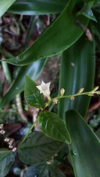 Imagem de Spigelia scabra Cham. & Schltdl.