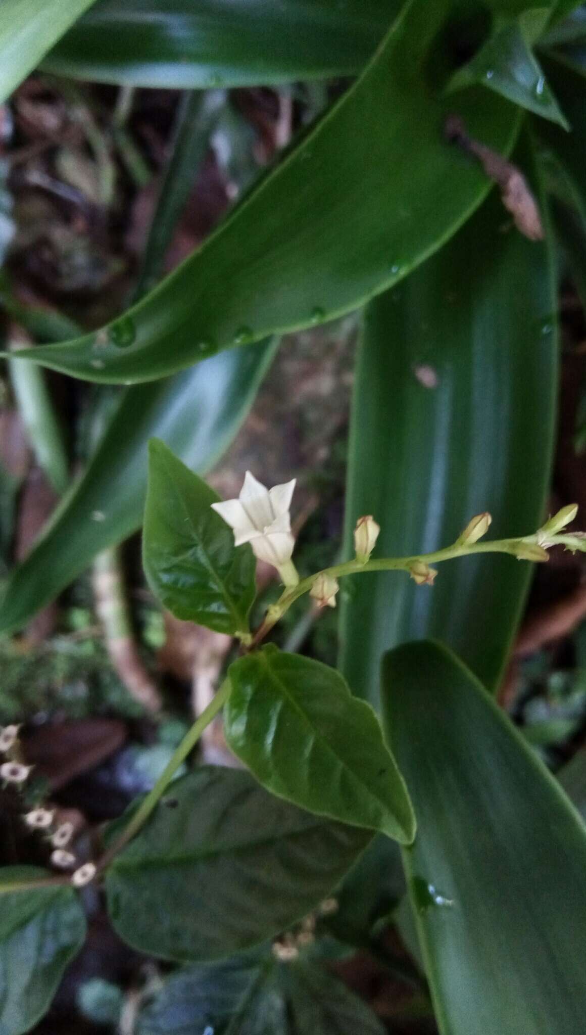 Image de Spigelia scabra Cham. & Schltdl.