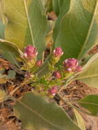 Image of toothed owl's-clover